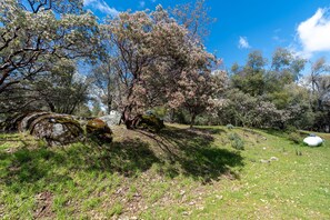 Manzanita in Spring (1)