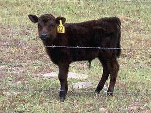 One of our neighbors