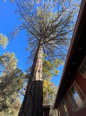 Red Pine Retreat!