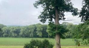 View of Willow trees and mountains from the apartment. 