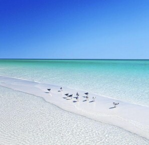 The White Sandy Beach and Crystal Clear Gulf Water of the Emerald Coast (and some birds)