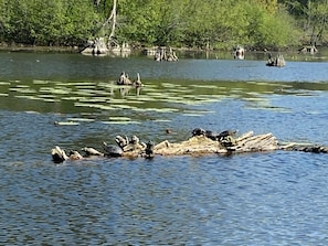 Divers