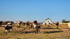 Longhorns