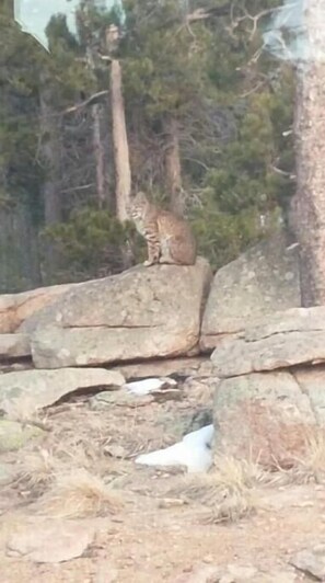 Bobcat