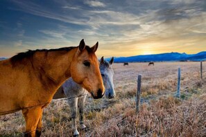 During most of the summer and fall there are often horses in the pasture behind the house. Say hello!