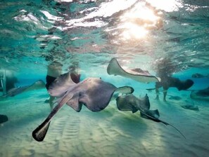 Divers