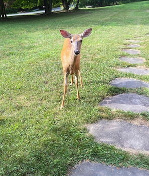 One of many deer who visit the property. This doe was seen nursing a fawn.