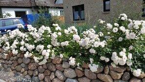 Steinmauer mit Rosenhecke vor dem Haus