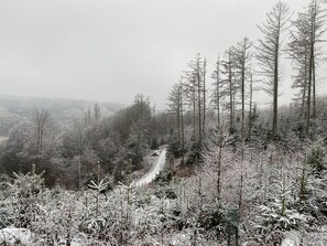 Der Wald vor der Gartentür