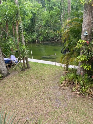 View from deck, mom and baby manatee right in backyard!