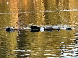 Friends in the sea