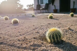 Barrel cactus lined driveway.