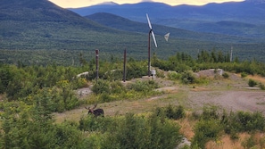 moose are regular visitors