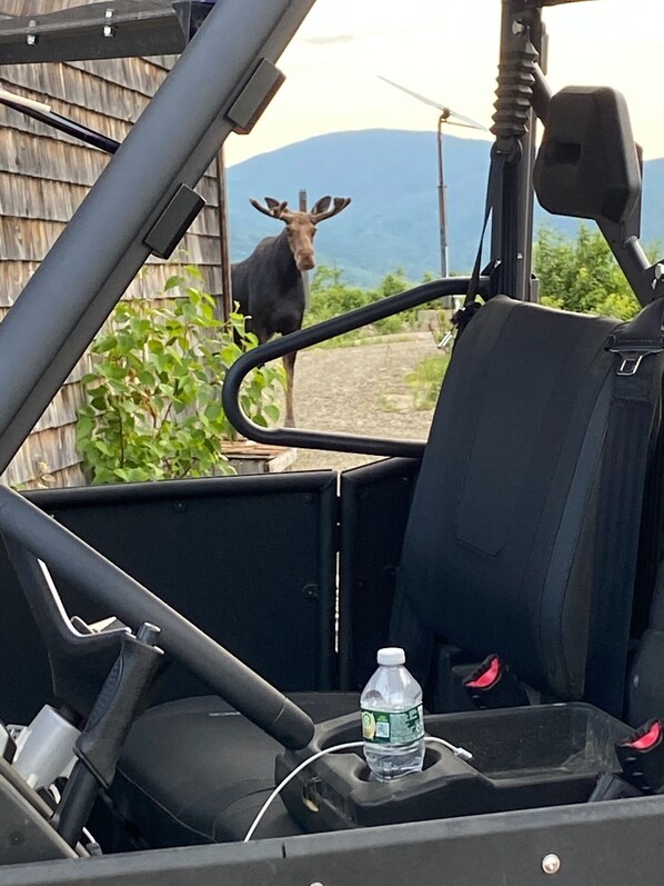 tons of wildlife! especially moose! This guy was right  by the front door!!