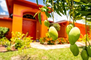 The Mango House has 6 Mango Trees on the property!