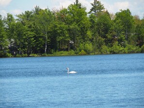 Bass lake