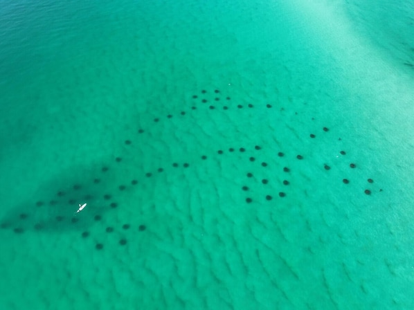The Snorkel Reef is at our beach access!