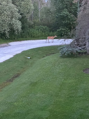 Bambi out for a stroll in front of unit
