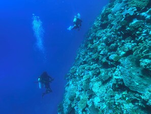 Divers