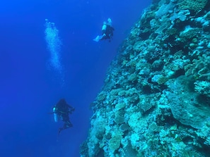 Divers