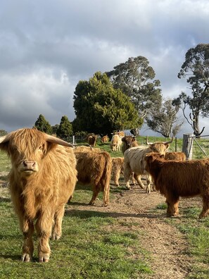 Scottish highland cattle