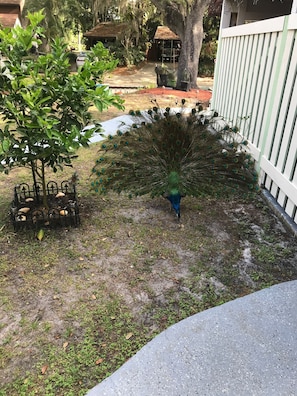 Boendeområde