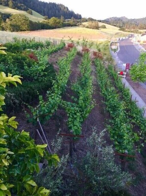 Adjacent mini vineyard