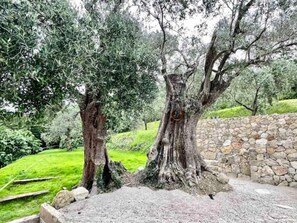 The roman olive tree. It's about 1000 years old! Relish its beauty and shade.