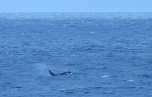 Photo of an Orca taken by a neighbour.