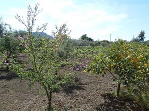 garden view