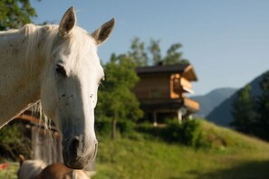 Außenseite Ferienhaus [Sommer]