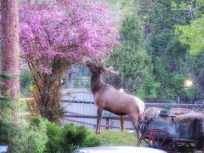 Estes Park Elk at The Inn on Fall River