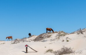 Wild Horses