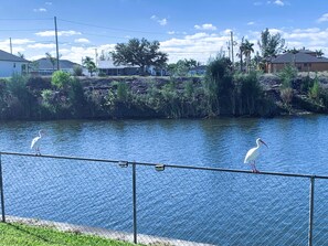 canal view with wildlife