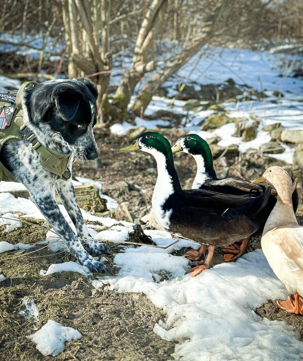 The boys: Louie, Guten, Morgen, Monet