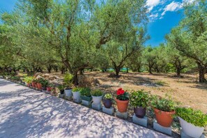 olive trees