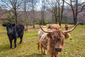 On-Site Farm Animals | 38-Acre Property