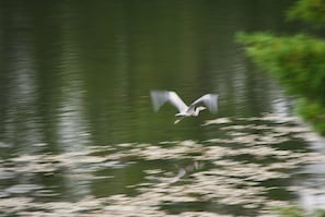 Viltskådning