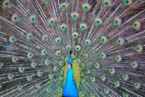 enjoy peacocks on the farm