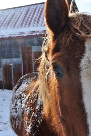 taking care of horses is a big part of farm life