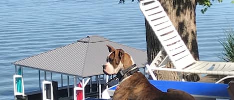 “Diesel” Enjoying The View