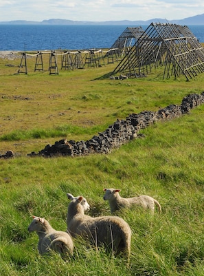 Boendeområde