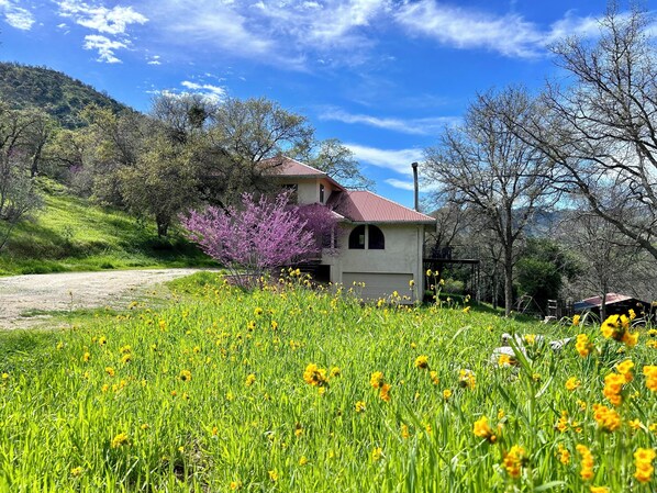 Front yard in early March