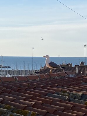 Vista para a praia ou o mar