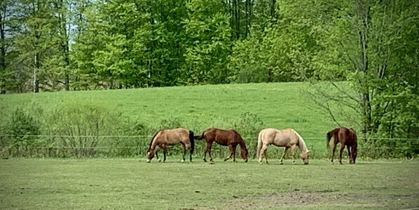 Open pastures with horses. Horsemanship with riding courses available.