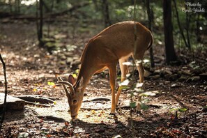 Enjoy Watching The Deer Roam The Property!