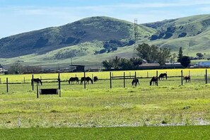 Enjoy our swing and watch our neighbor's rescue horses frolic and play