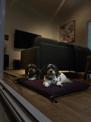 Your pooches will be very happy at Wallawa