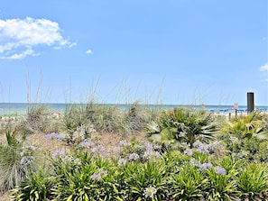 Playa