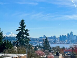 Amazing view of majestic Mt. Rainier on a clear cloudless day between two pines
